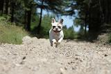 BOULEDOGUE FRANCAIS 054